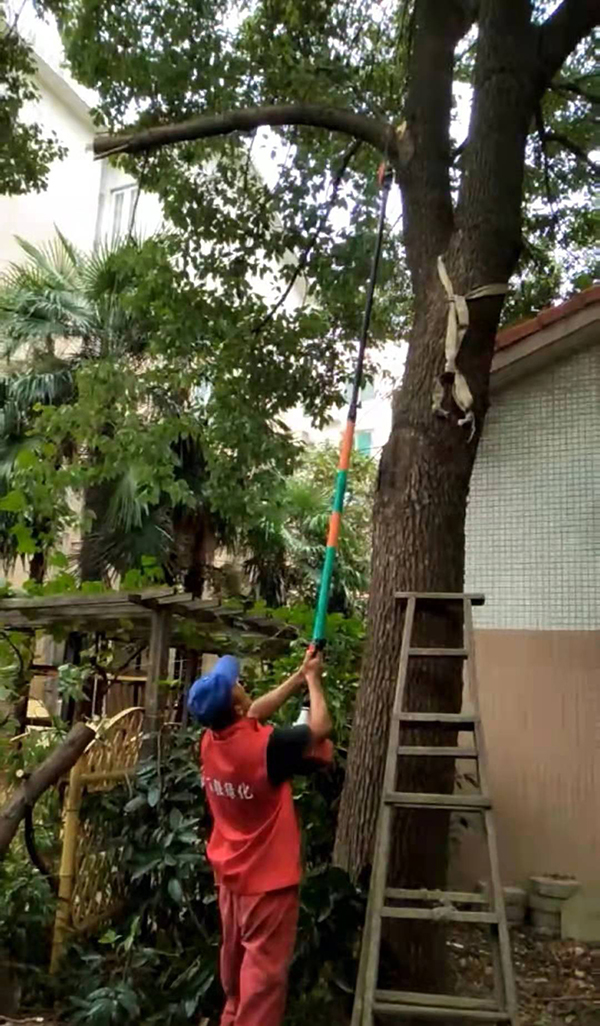 苏州专业绿化养护