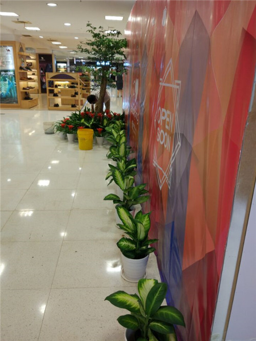 苏州室内绿植租摆价格