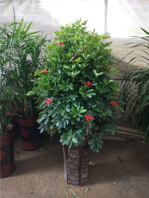 绿化养护需要做的工作内容