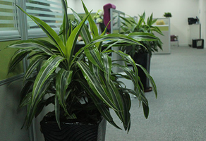 苏州专业绿化养护公司