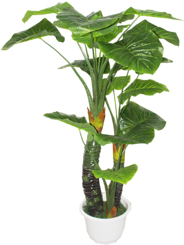 苏州植物租摆室内植物的养护管理方法有哪些