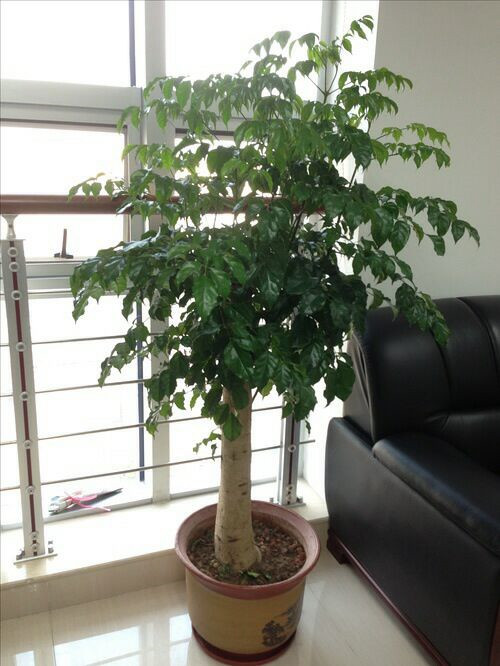 苏州室内绿植租摆