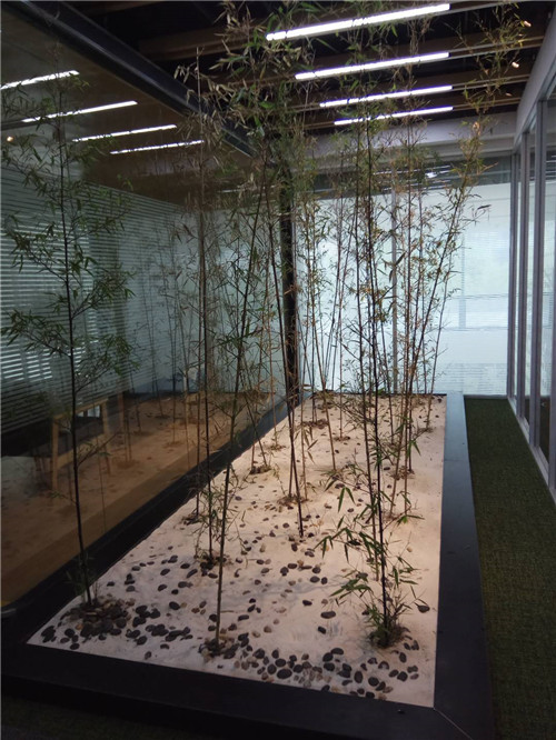 苏州室内绿植租摆价格