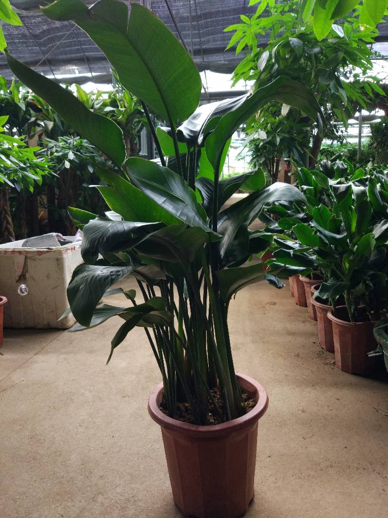 苏州室内绿植租摆价格