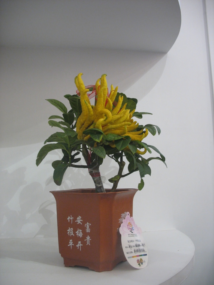 苏州专业绿化养护费用