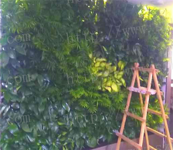 苏州室内绿植租摆