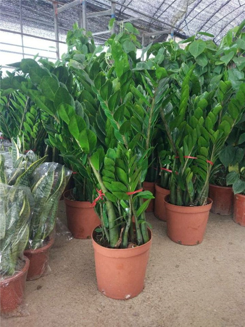 苏州室内绿植租摆价格