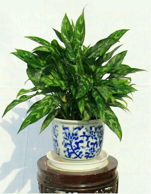 苏州室内绿植租摆价格