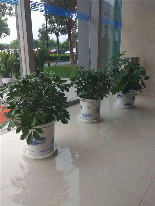 苏州室内绿植租摆价格