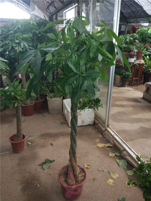 苏州专业绿化养护