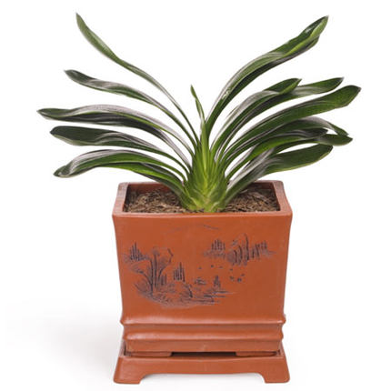 苏州室内绿植租摆