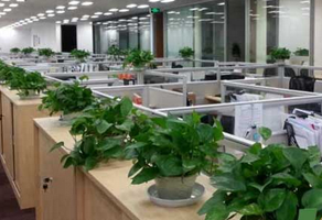 苏州室内绿植租摆电话