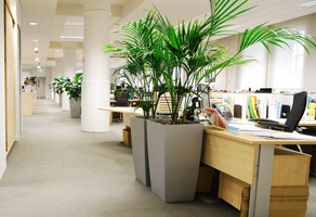 苏州室内绿植租摆价格