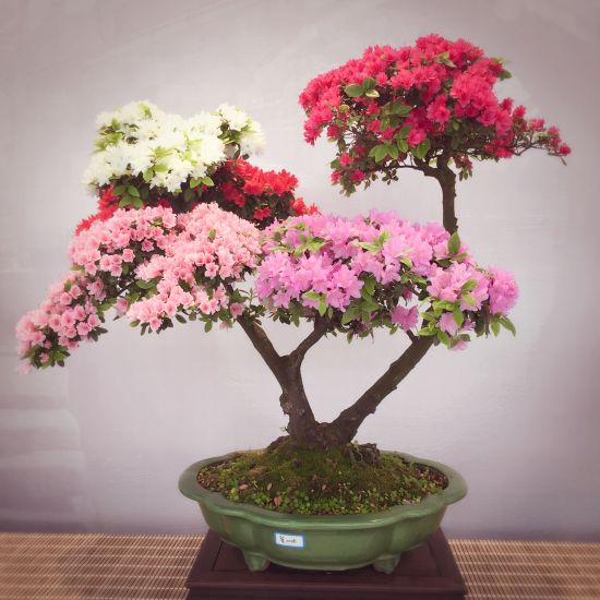 苏州室内绿植租摆