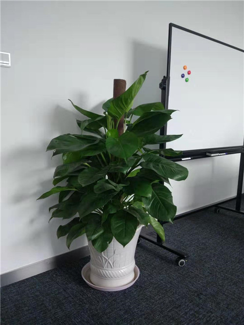 苏州室内绿植租摆