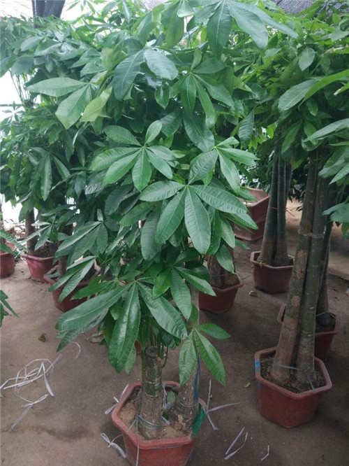 苏州专业绿化养护价格