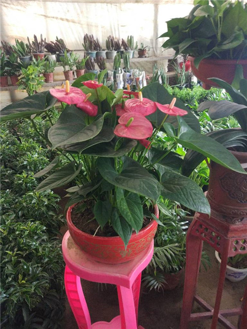 苏州专业绿化养护多少钱