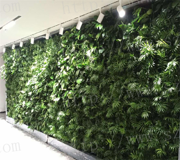 苏州室内绿植租摆价格