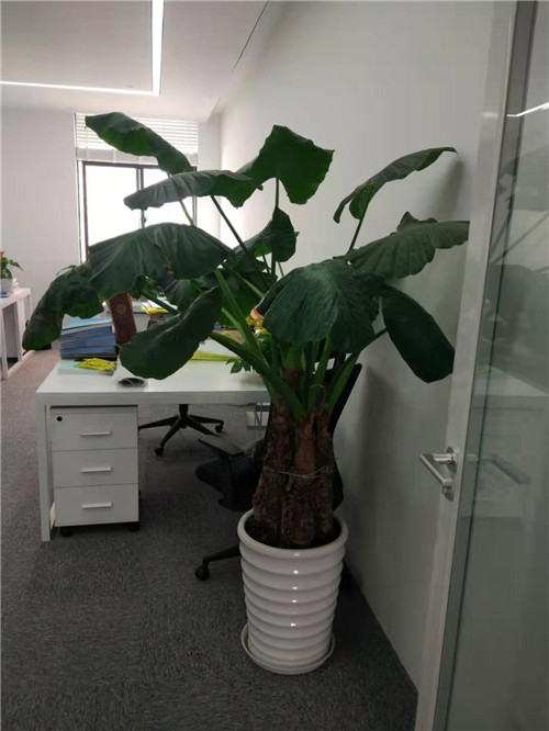 苏州室内绿植租摆