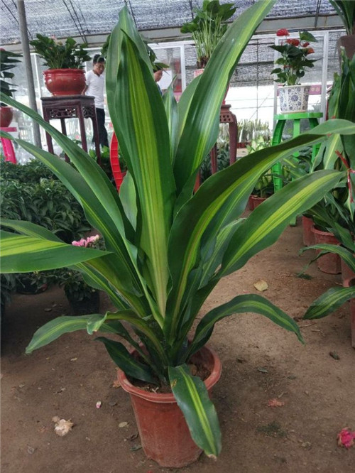 苏州室内绿植租摆价格